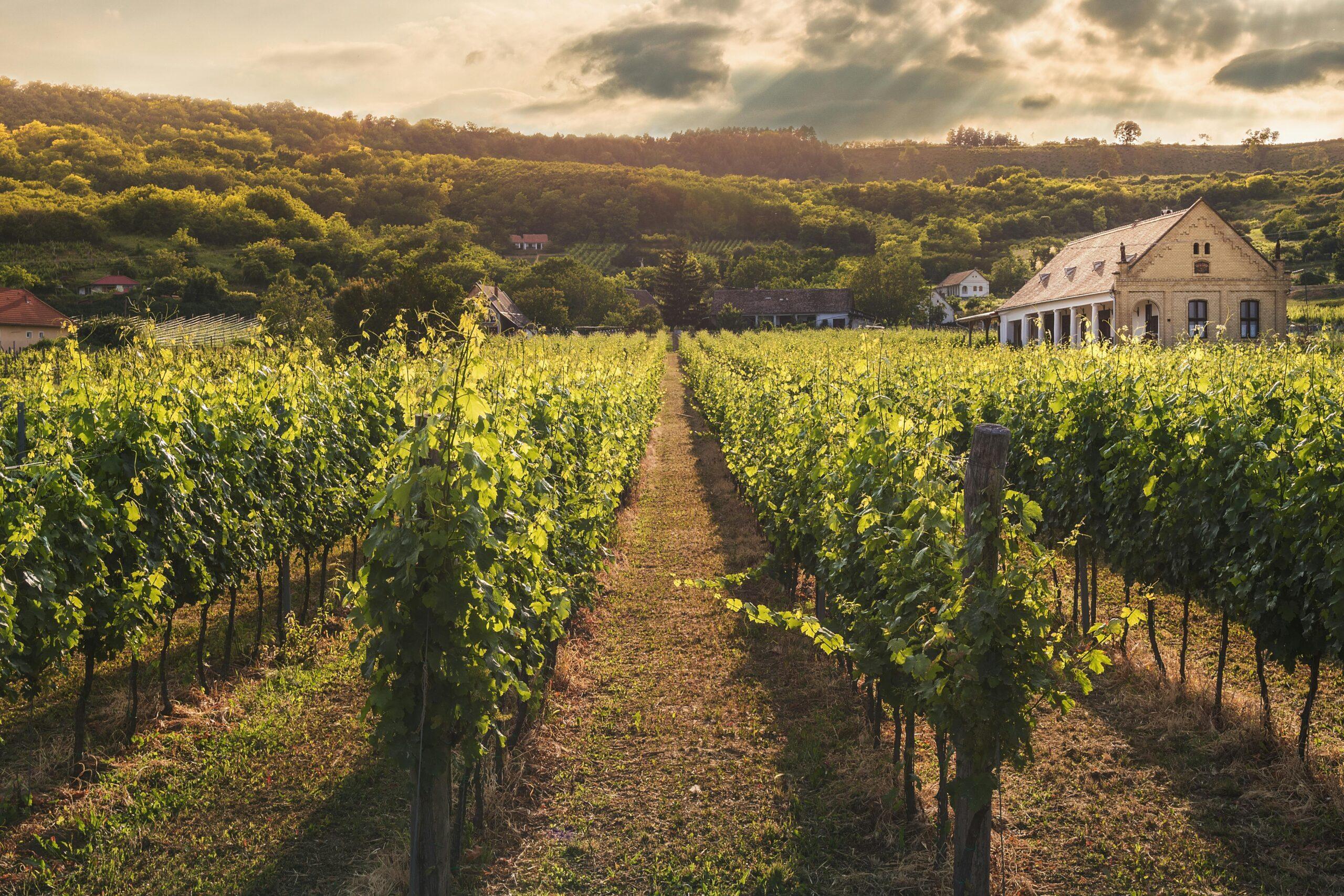 Rows of grapevines leading to a hilltop wine estate, inspiration for Stellenbosch and Franschhoek wine tours