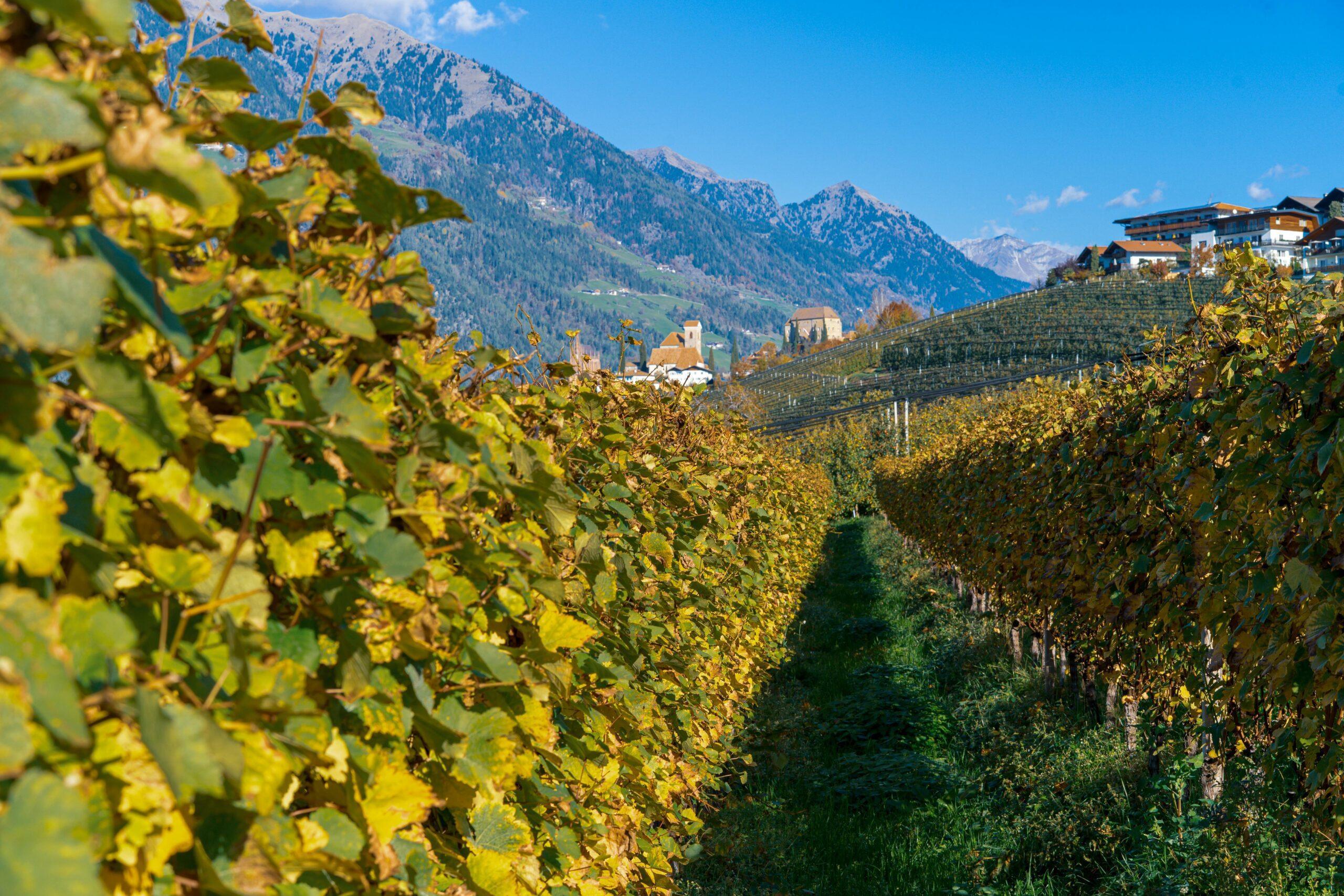 Steep hillside vineyard with golden autumn vines and mountain views, inspiration for Douro Valley wine travel