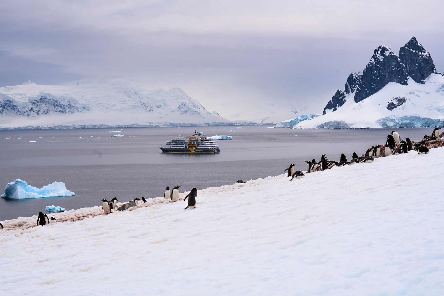 Penguins gathered on a snowy Antarctic shore as an expedition cruise ship anchors among the icebergs