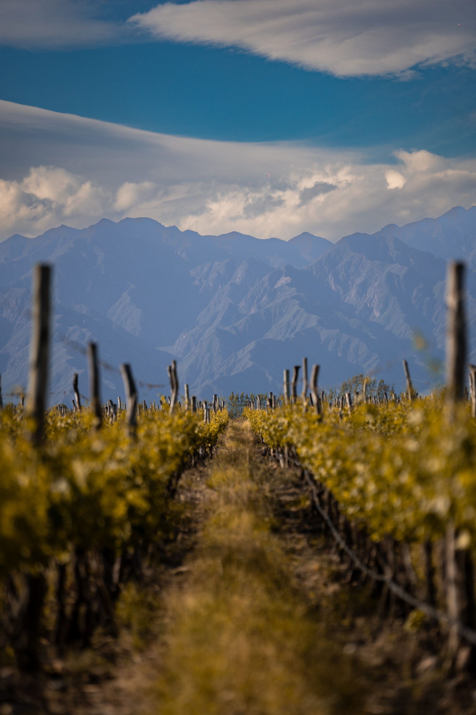 Mendoza, Argentina vineyard rows beneath the Andes mountains on a private Malbec wine tour