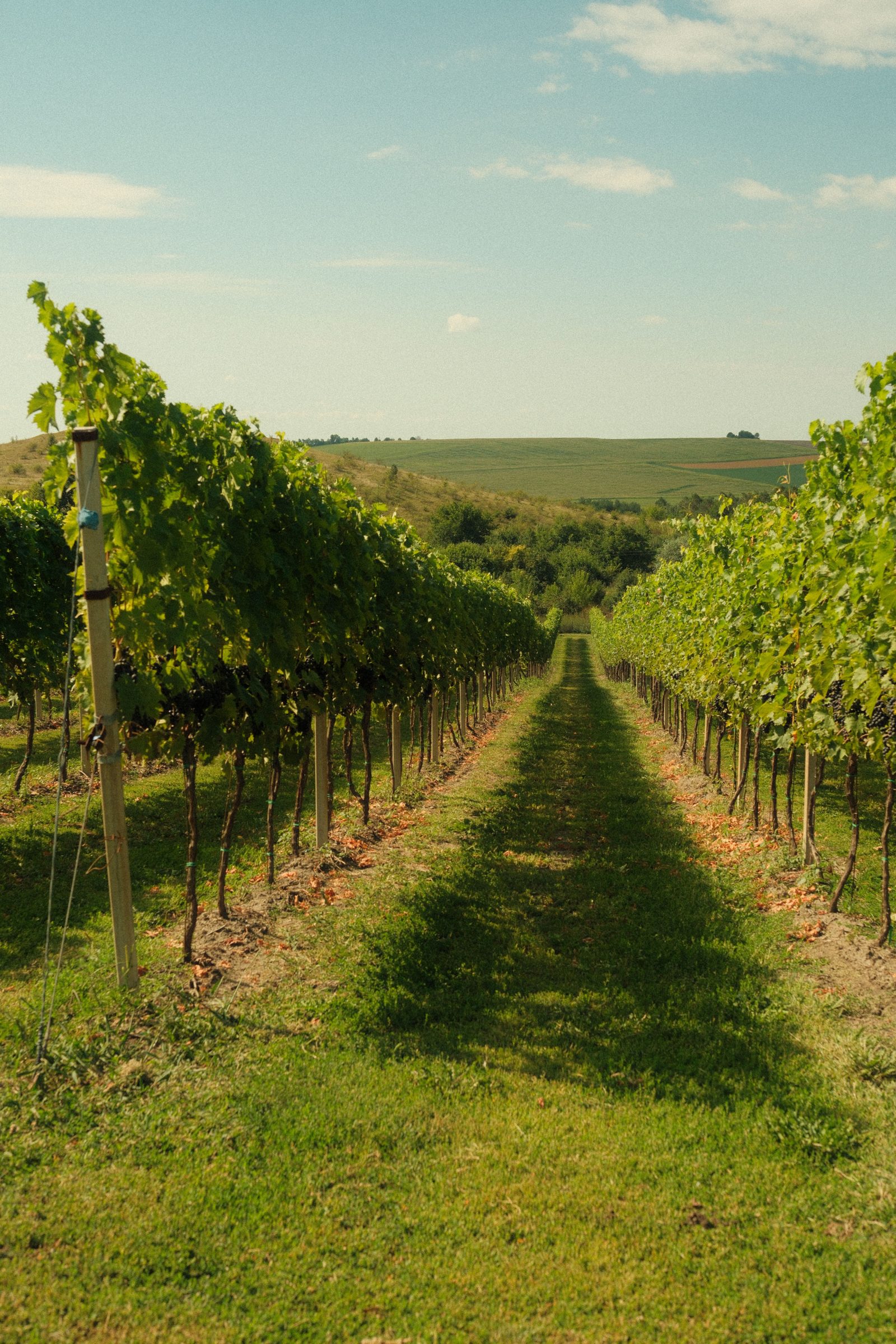 Sunlit rows of grapevines stretching toward rolling hills on a private Napa Valley wine tour